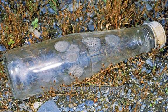 lichens glass bottle 1 graphic